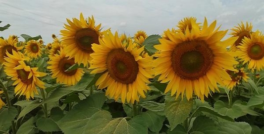 Temperature i suncokret